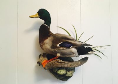 duck1